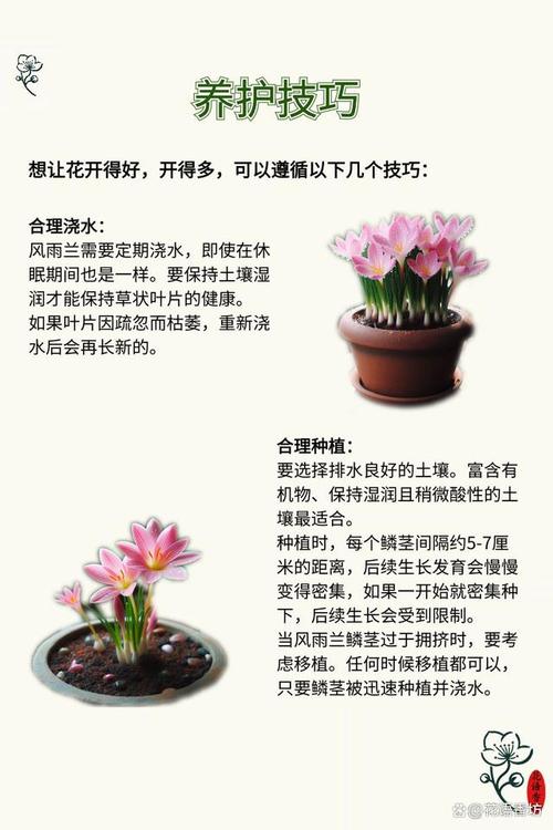 风雨兰的养护小技巧花不停繁殖快越养越多省心好养长爆盆 范文模稿