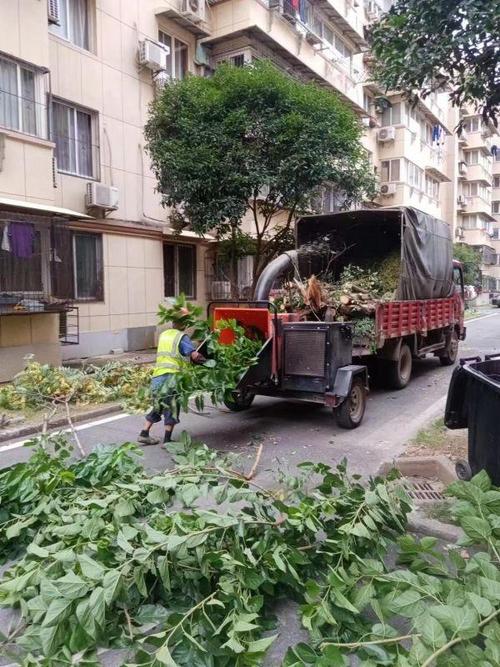 定了今后你家小区的树这样修剪 范文模稿