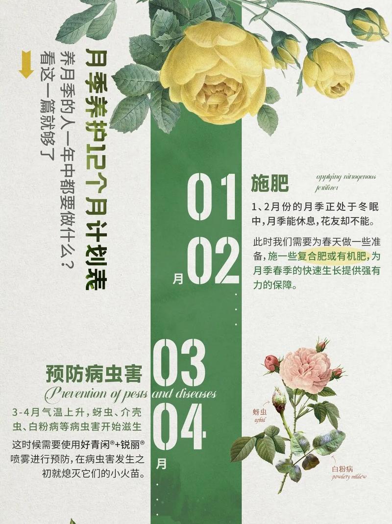 不清楚月季全年养护步骤这一篇月季12个月计划养护攻略送给你 范文模稿