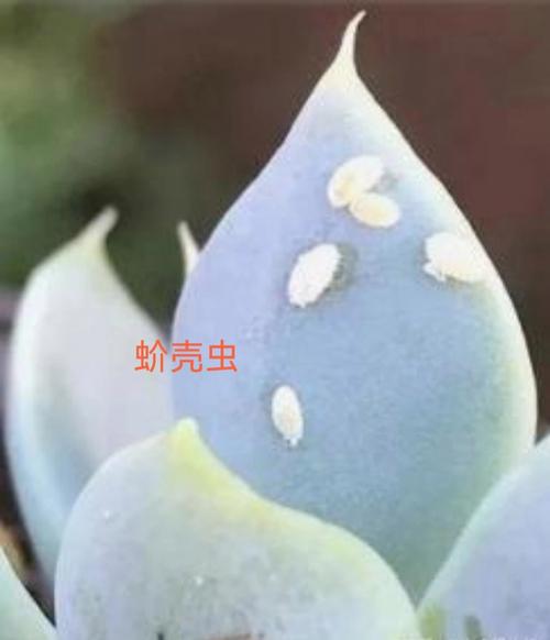 山东花境设计服务课堂多肉的常见疾病及解决方案 范文模稿