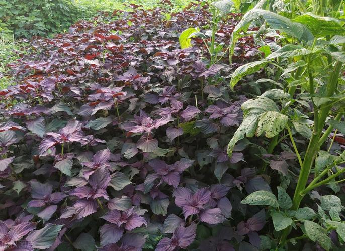 阔叶鸡冠苏的种植管理小技巧你学会了吗经验分享 范文模稿