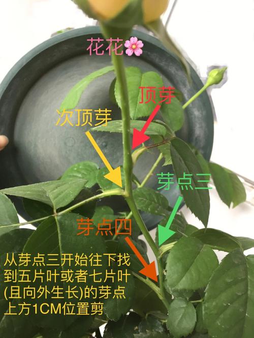 修剪不是一刀切3个不同的修剪方法让花木好看又健康 范文模稿