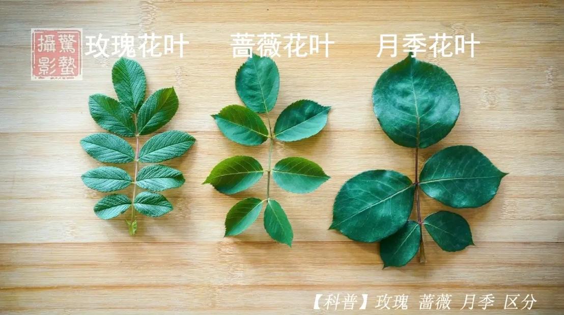 玫瑰花  大叶子视频教程玫瑰花 范文模稿