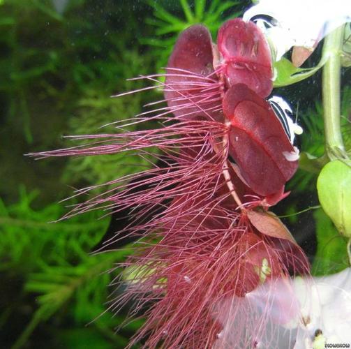 6种翠绿的浮水植物是特容易养好的水生植物基本是有水就能活 范文模稿