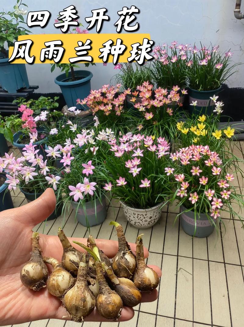 秋天养风雨兰只做2步叶子更多开花更多下雨出太阳都开花 范文模稿