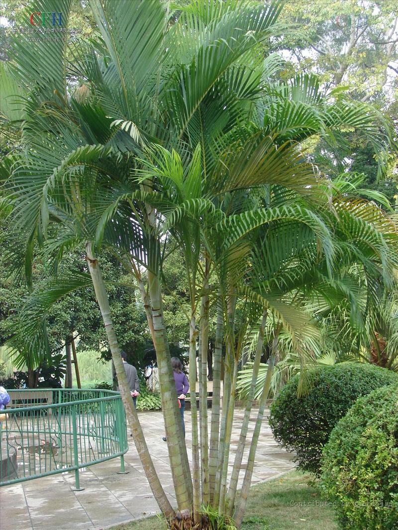 它也是具有南国风情的代表性植物在北方该如何栽植养护呢 范文模稿