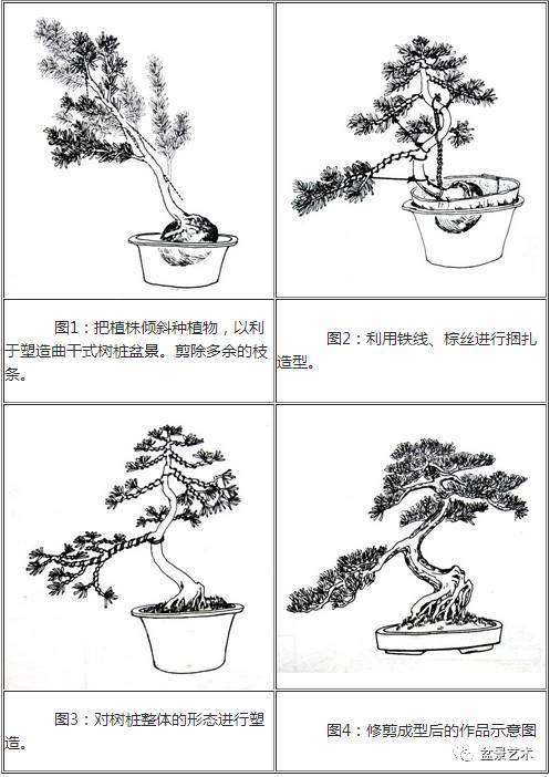 盆景制作新手如何快速上手秘诀并推荐哪三种植物最适合入门 范文模稿