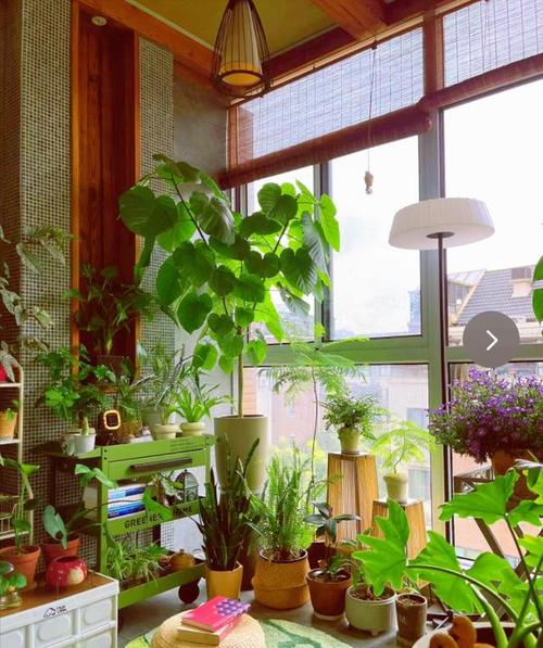 8种花会催眠卧室一放好养好氧睡眠旺 范文模稿 8种花会催眠卧室一放好养好氧睡眠旺 范文模稿