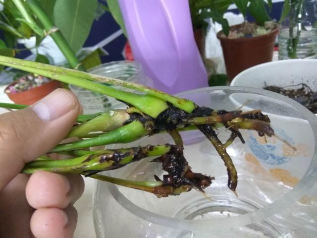 水培盆栽植物养护有几点不做好根部容易腐烂叶子容易发黄 范文模稿