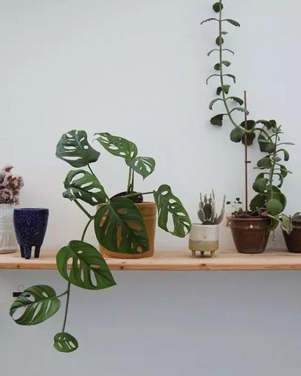 4种垂吊花不怕光照差挂在室内回家就像入仙境 范文模稿 4种垂吊花不怕光照差挂在室内回家就像入仙境 范文模稿