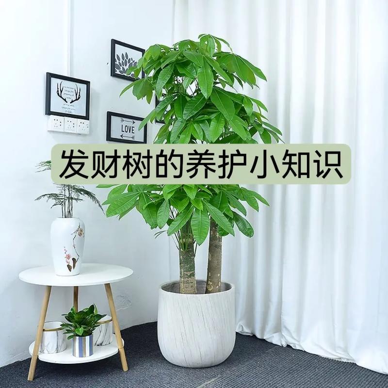 发财树日常养护的禁忌和防止烂根黄叶的几个小技巧 范文模稿