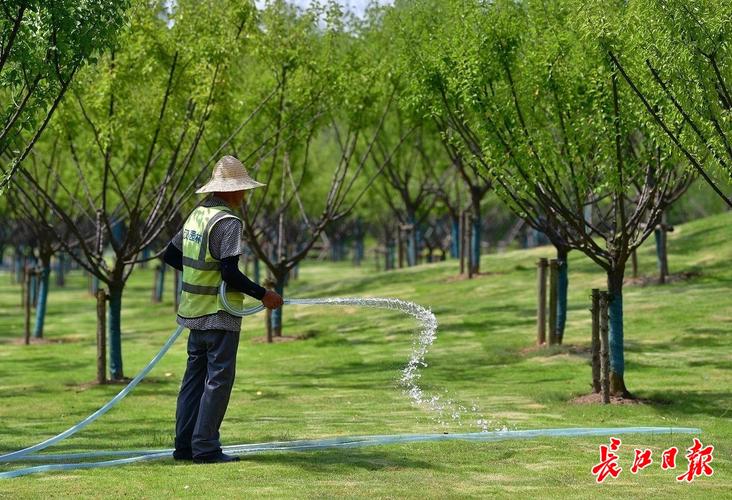 高温天青浦的Ta们为绿化苗木解渴精细养护确保绿植安全度夏 范文模稿