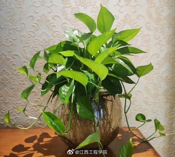 青团团建议您关注一波绿植领养哦 范文模稿