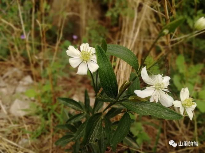 昆明西山观赏植物小记 一 范文模稿