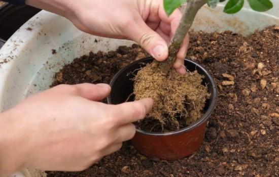 植物什么时候换土换土需要注意什么细节掌握好方法根深叶茂 范文模稿