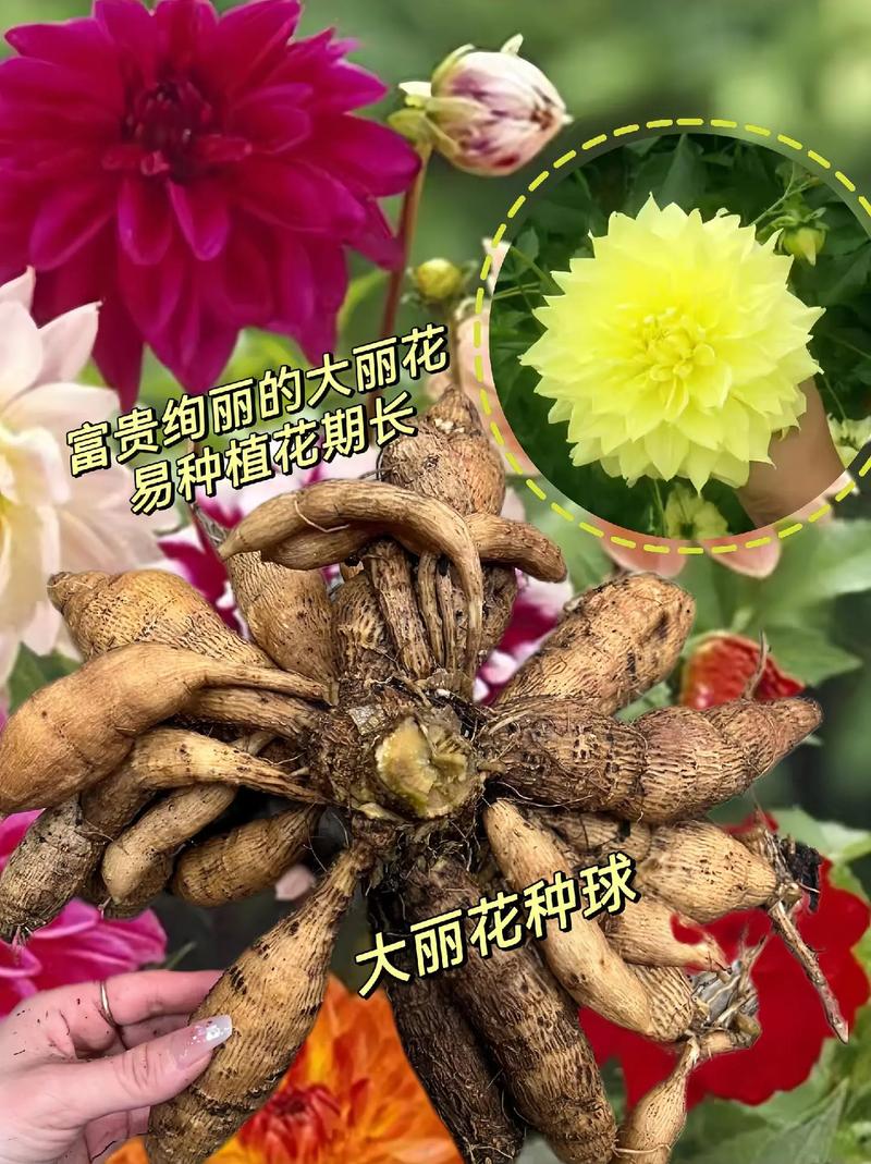 养大丽花这件事情要知道栽上就出芽蹭蹭长一年四季开到爆 范文模稿