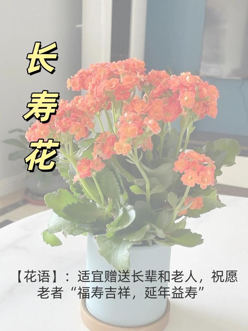 养护长寿花注意这4点叶绿花繁 范文模稿