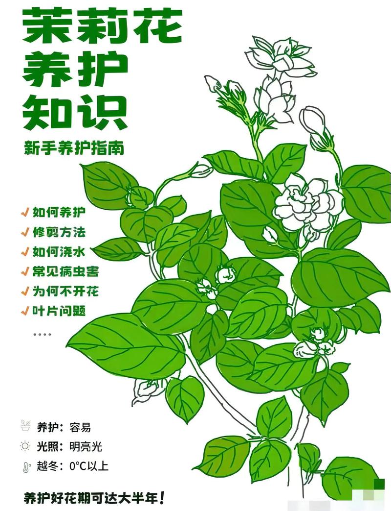 花卉养护秘籍让你的绿植茁壮成长绿意盎然 范文模稿