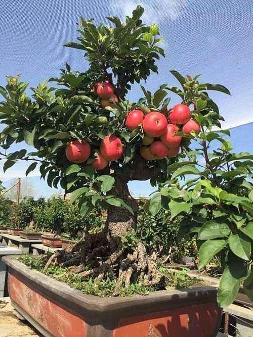 家里种盆栽水果一个小技巧枝肥叶壮果子多想吃就摘 范文模稿 家里种盆栽水果一个小技巧枝肥叶壮果子多想吃就摘 范文模稿