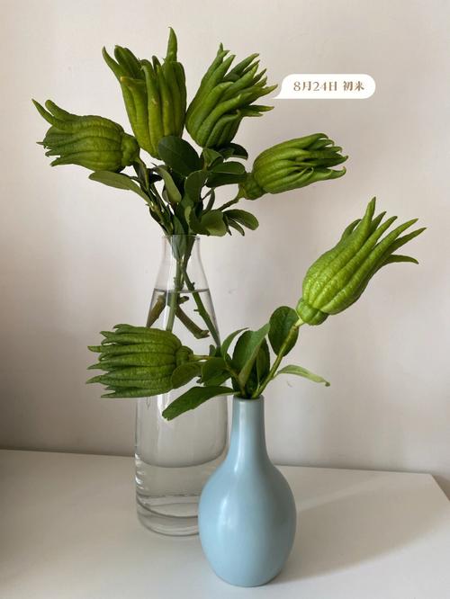 柑橘水培怎么做你可以参考这里的方法试试 范文模稿 柑橘水培怎么做你可以参考这里的方法试试 范文模稿