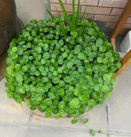 养好铜钱草3个小诀窍叶子鸡蛋大绿的直冒油 范文模稿 养好铜钱草3个小诀窍叶子鸡蛋大绿的直冒油 范文模稿