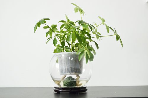 适合养在办公室桌面上的水培观赏植物定期加水就可以生长旺盛 范文模稿