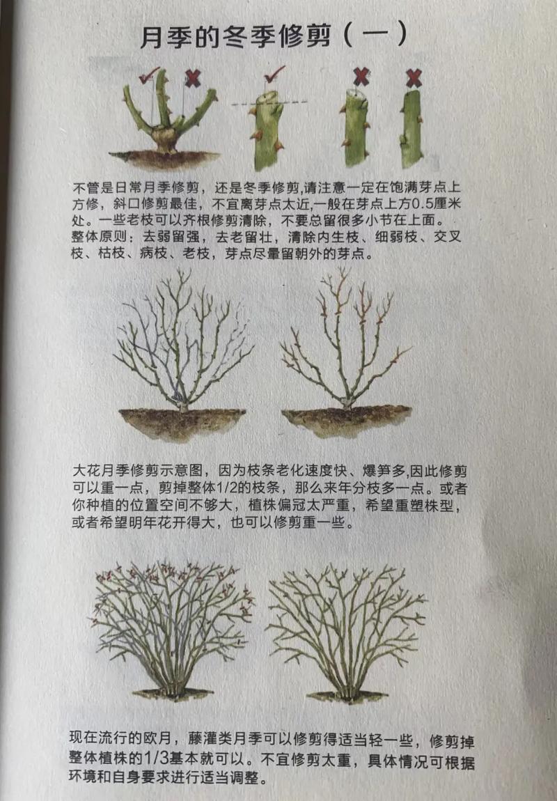 藤本月季种植方法和注意事项 范文模稿