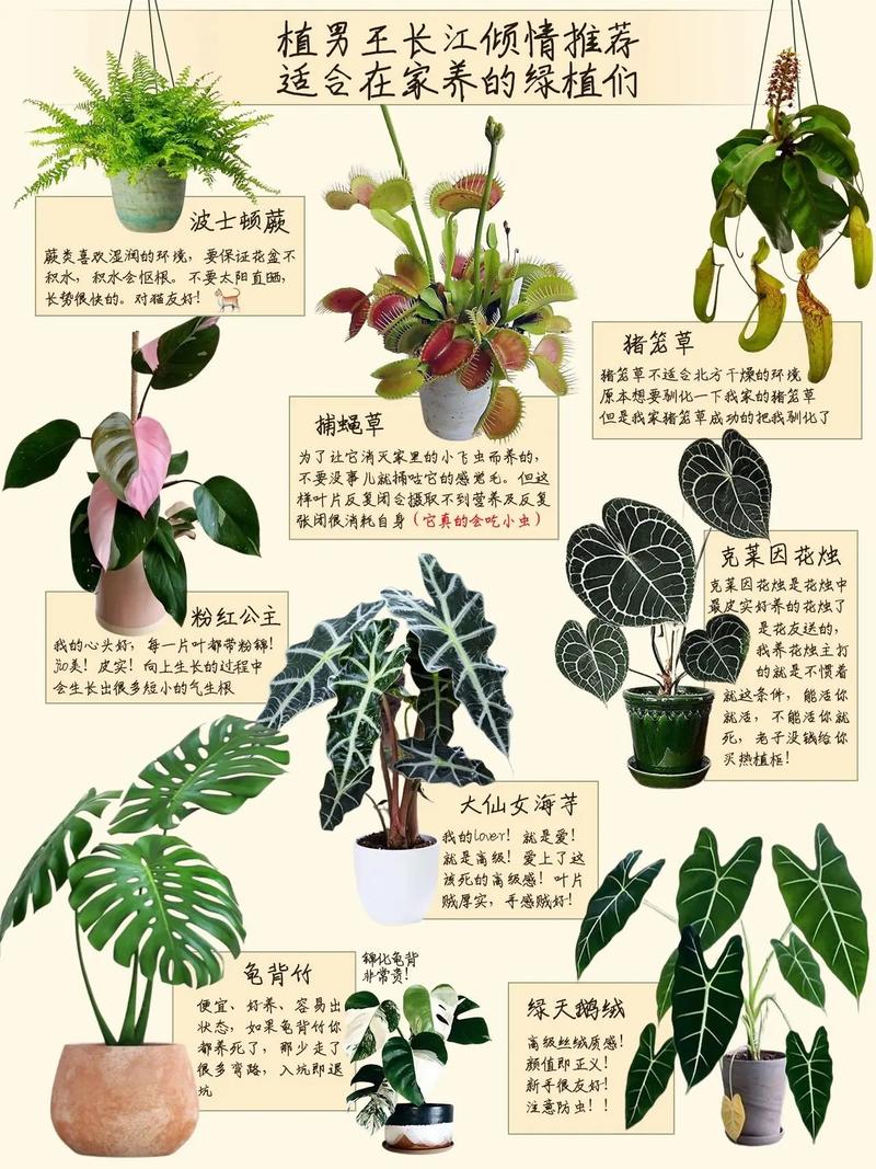 如何在小屋里中创造绿意适合室内种植的植物推荐及养护技巧 范文模稿