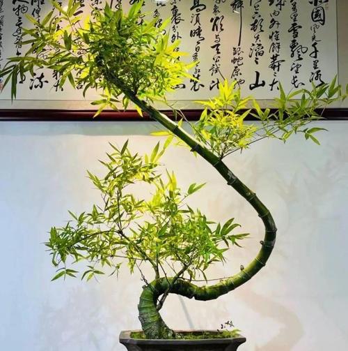 不可居无竹用竹根种一盆创意和文艺的绿植吧｜园丁DIY 范文模稿