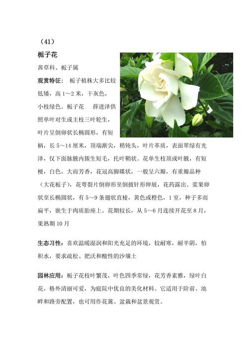 12种立体绿化常用植物习性及养护介绍 范文模稿