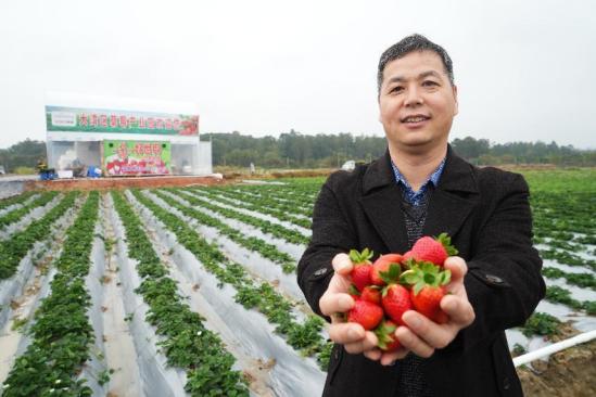 三水乐平这片草莓园承载着这位佛山实干家的大国种植梦 范文模稿