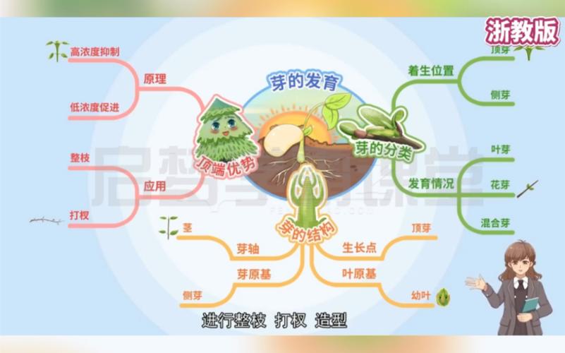 张晨曦植物的一生思维导图 范文模稿