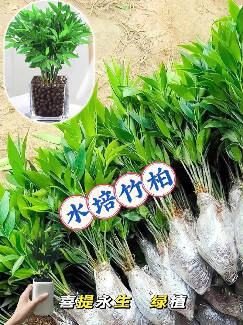 家中必备几种水培植物家中干净没有飞虫有水就能养的旺 范文模稿