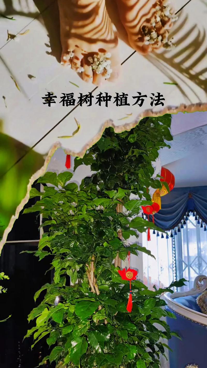 幸福树怎么种植养护 范文模稿