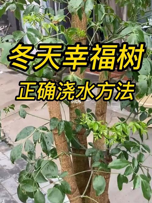 冬天养幸福树掌握这几个方法叶子浓绿长得旺盛 范文模稿