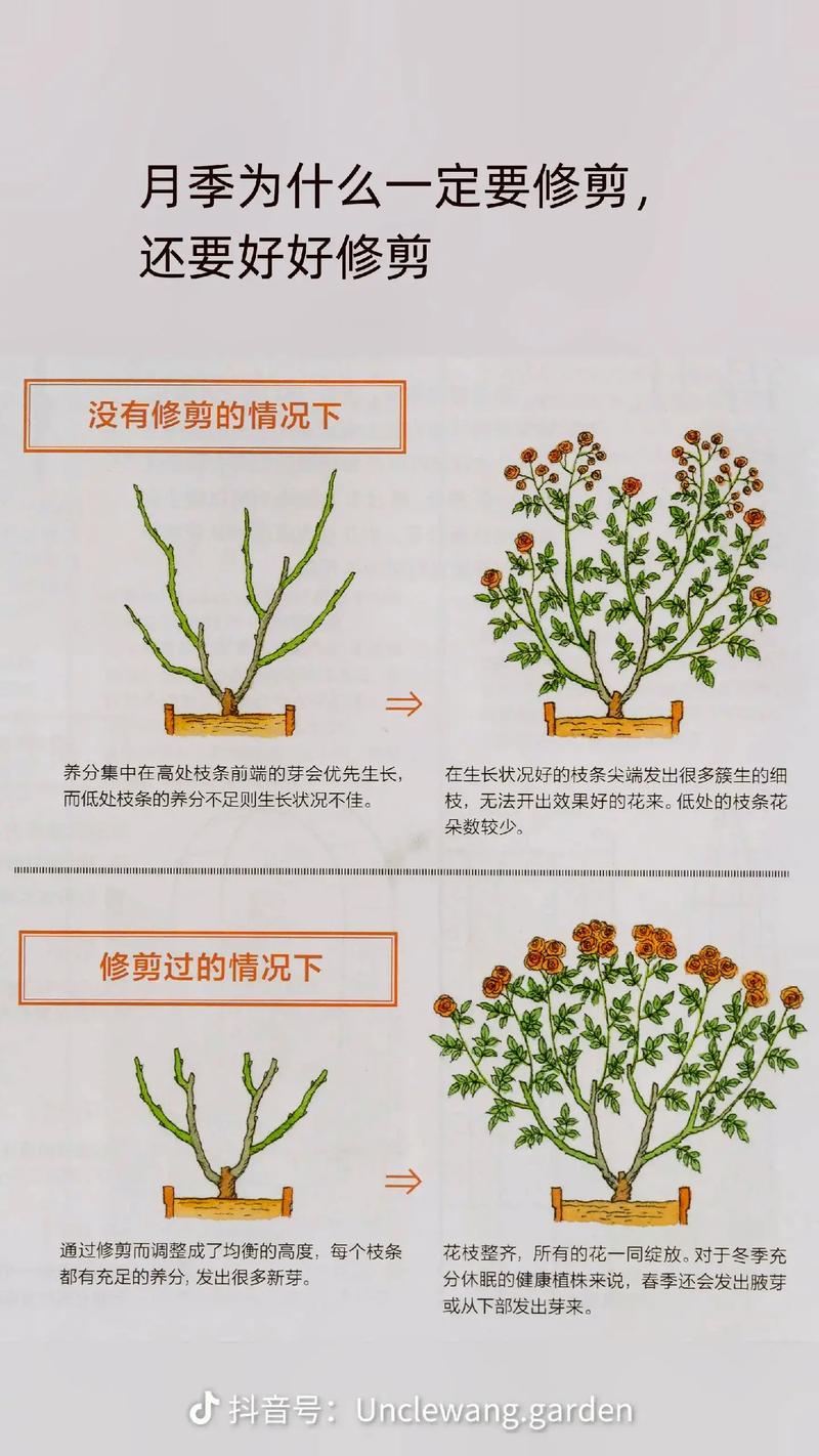 本期视频为大家详细讲解了养护月季的四个关键技巧。无论 范文模稿