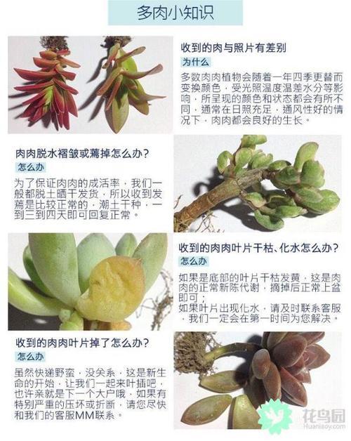 怎样养好多肉植物 范文模稿