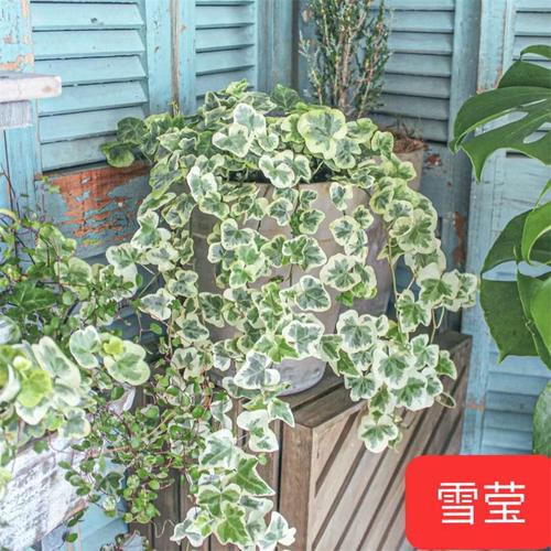 常春藤怎么才能养出浓绿枝叶且更具垂吊效果 范文模稿 常春藤怎么才能养出浓绿枝叶且更具垂吊效果 范文模稿