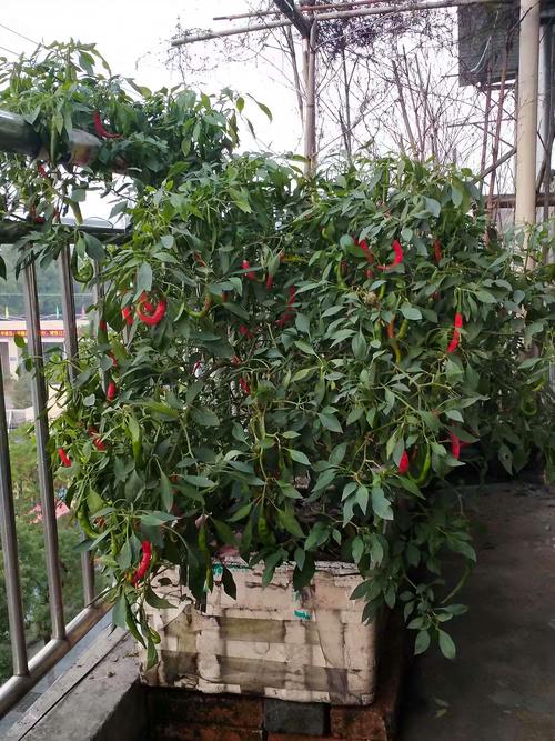 阳台种辣椒这4点做好收成不错辣椒个头大数量多满枝都是 范文模稿