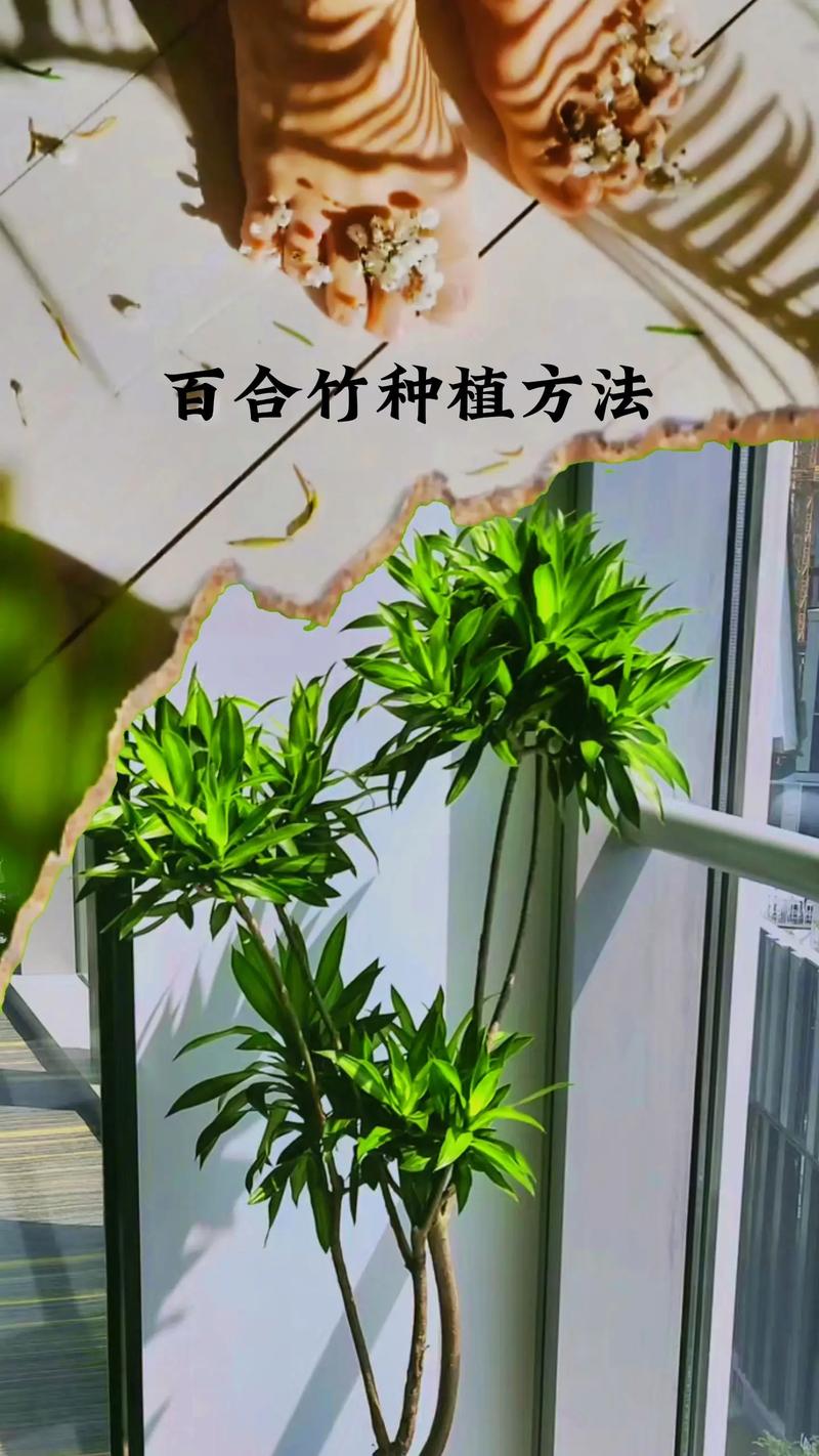 百合竹的养护管理方法 范文模稿