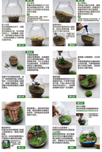 苔藓微景观diy制作步骤和养护要点 范文模稿