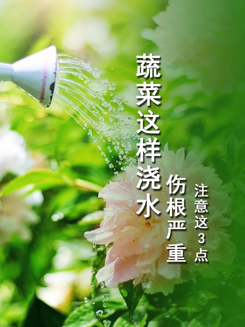 高温天这样浇水控旺促根又降温 范文模稿