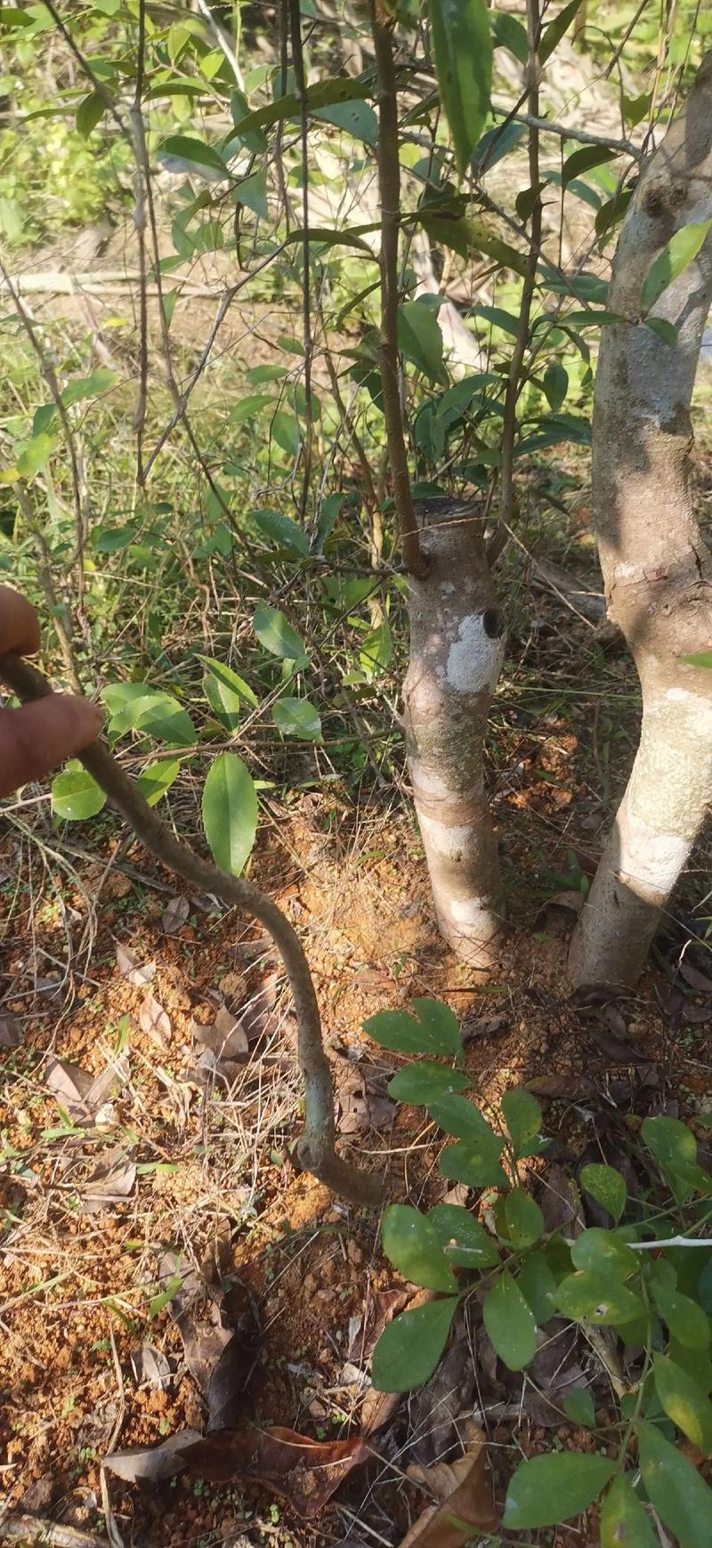 红牛盆景的鉴赏与栽培养护 范文模稿