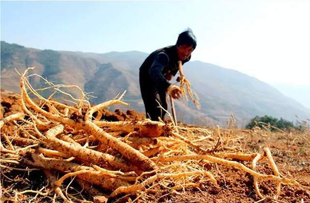 了解内蒙古黄芪栽培技术提高产量有效方法 范文模稿 了解内蒙古黄芪栽培技术提高产量有效方法 范文模稿