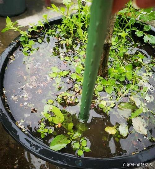 最近暴雨天频发植物该怎么养才能不怕积水烂根 范文模稿