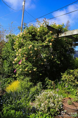 世界花园之旅加州硅谷私家花园 范文模稿