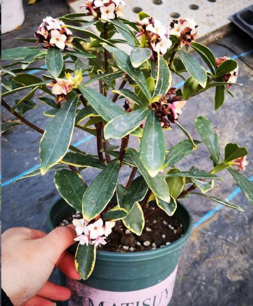 瑞香长得慢掌握这几个技巧年年花开旺盛 范文模稿 瑞香长得慢掌握这几个技巧年年花开旺盛 范文模稿
