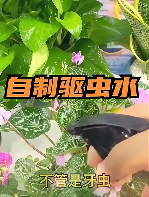 自制花土爱生虫教你几个绝招杀菌又驱虫简单实用 范文模稿