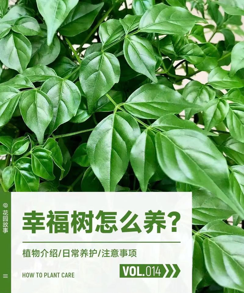 养好幸福树关键有2点叶子绿油油枝干壮实开花满枝 范文模稿