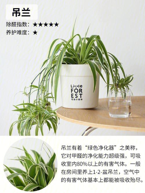 买回来的绿植都黄了十大吸甲醛植物该怎么养 范文模稿